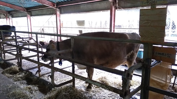 榎本牧場の牛