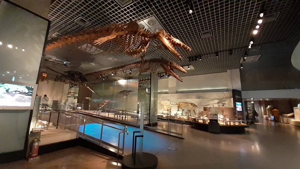 モササウルスの化石