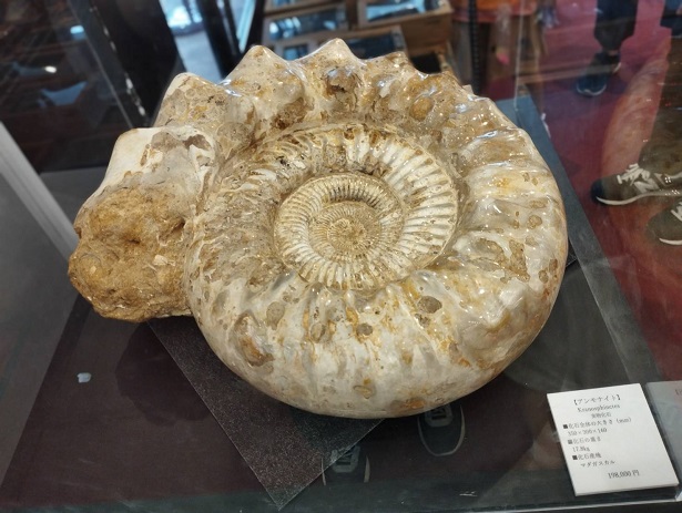 巨大アンモナイト化石